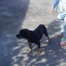 Подробнее об объявлении «Батайск Пропала собака кобель любимый пес» Фото: пропала собака  «Батайск Пропала собака кобель любимый пес» в г. Батайск