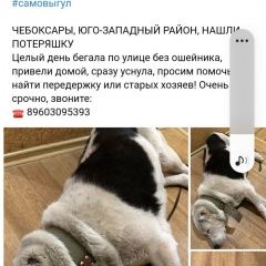 Подробнее об объявлении «Пропала собака Чебоксары» Фото: пропала собака  «Пропала собака Чебоксары» в г. Чебоксары