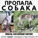 Подробнее об объявлении «Москва Пропала собака кобель» Фото: пропала собака Афганская борзая «Москва Пропала собака кобель» в г. Москва