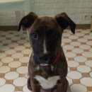 Подробнее об объявлении «Пропала собака щенок стаффа тигрового окраса Троицк» Фото: пропала собака Американский стаффордширский терьер «Пропала собака щенок стаффа тигрового окраса...» в г. Троицк