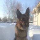 Подробнее об объявлении «Ижевск Пропала собака кобель немецкая авчарка» Фото: пропала собака Немецкая овчарка «Ижевск Пропала собака кобель немецкая авчарка» в г. Ижевск