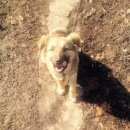 Подробнее об объявлении «Белгород Пропала собака» Фото: пропала собака  «Белгород Пропала собака» в г. Белгород