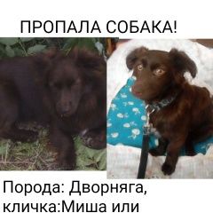Подробнее об объявлении «Новокуйбышевск Пропала собака кобель» Фото: пропала собака  «Новокуйбышевск Пропала собака кобель» в г. Новокуйбышевск
