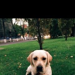 Подробнее об объявлении «Краснодар Пропала собака» Фото: пропала собака Лабрадор ретривер «Краснодар Пропала собака» в г. Краснодар