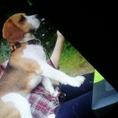 Подробнее об объявлении «Пропала собака кобель бигль мальчик Санкт-Петербург» Фото: пропала собака Бигль «Пропала собака кобель бигль мальчик...» в г. Санкт-Петербург