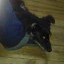 Подробнее об объявлении «Ангарск Пропала собака кобель» Фото: пропала собака  «Ангарск Пропала собака кобель» в г. Ангарск