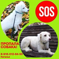 Подробнее об объявлении «Москва Пропала собака» Фото: пропала собака  «Москва Пропала собака» в г. Москва