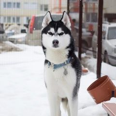 Подробнее об объявлении «Пропала собака кобель Ульяновск» Фото: пропала собака Сибирская хаски «Пропала собака кобель Ульяновск» в г. Ульяновск