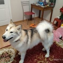 Подробнее об объявлении «Касли Пропала собака кобель маламут» Фото: пропала собака Аляскинский маламут «Касли Пропала собака кобель маламут» в г. Касли
