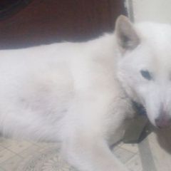 Подробнее об объявлении «Гуково Пропала собака кобель лайка сибирская кобель» Фото: пропала собака  «Гуково Пропала собака кобель лайка сибирская...» в г. Гуково