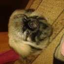 Подробнее об объявлении «Подольск Пропала собака кобель» Фото: пропала собака Пекинес «Подольск Пропала собака кобель» в г. Подольск