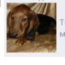 Подробнее об объявлении «Челябинск Пропала собака ленинский р-он такса длиннощерстная» Фото: пропала собака Такса «Челябинск Пропала собака ленинский р-он такса...» в г. Челябинск