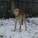 Подробнее об объявлении «Пропала собака кобель русская гончая Нижний Новгород» Фото: пропала собака  «Пропала собака кобель русская гончая Нижний...» в г. Нижний Новгород
