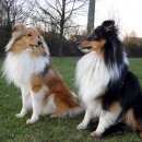 Подробнее об объявлении «Пропала собака кобель Самара» Фото: пропала собака Шелти «Пропала собака кобель Самара» в г. Самара