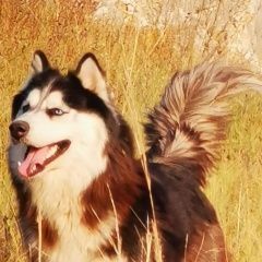 Подробнее об объявлении «Пропала собака кобель Красноярск» Фото: пропала собака Сибирская хаски «Пропала собака кобель Красноярск» в г. Красноярск