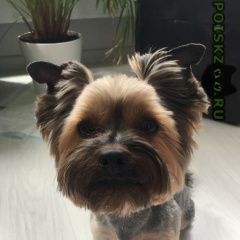 Подробнее об объявлении «Пропала собака кобель отзывается на кличку кеша Реутов» Фото: пропала собака Йоркширский терьер «Пропала собака кобель отзывается на кличку кеша...» в г. Реутов