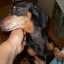 Подробнее об объявлении «Пропала собака такса Санкт-Петербург» Фото: пропала собака Такса «Пропала собака такса Санкт-Петербург» в г. Санкт-Петербург