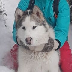 Подробнее об объявлении «Петрозаводск Пропала собака кобель потерялась собака маламут» Фото: пропала собака Аляскинский маламут «Петрозаводск Пропала собака кобель потерялась...» в г. Петрозаводск