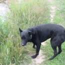 Подробнее об объявлении «Пропала собака 13 января 2017, г. Нижний Новгород» Фото: пропала собака  «Пропала собака 13 января 2017, г. Нижний Новгород» в г. Нижний Новгород