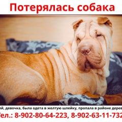 Подробнее об объявлении «Пропала собака шарпей девочка Соликамск» Фото: пропала собака Шар-пей «Пропала собака шарпей девочка Соликамск» в г. Соликамск