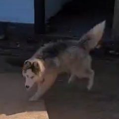 Подробнее об объявлении «Можайск Пропала собака кобель хаски» Фото: пропала собака Сибирская хаски «Можайск Пропала собака кобель хаски» в г. Можайск