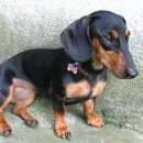 Подробнее об объявлении «Пропала собака такса девочка Адлер» Фото: пропала собака Такса «Пропала собака такса девочка Адлер» в г. Адлер