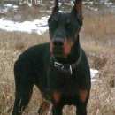 Подробнее об объявлении «Омск Пропала собака кобель доберман» Фото: пропала собака Доберман «Омск Пропала собака кобель доберман» в г. Омск