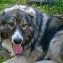 Подробнее об объявлении «Пропала собака кобель Орехово-Зуево» Фото: пропала собака Кавказская овчарка «Пропала собака кобель Орехово-Зуево» в г. Орехово-Зуево