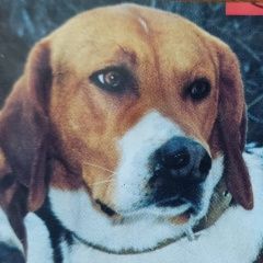 Подробнее об объявлении «Пропала собака кобель порода русско-пегая гончая Зеленоград» Фото: пропала собака Гончая «Пропала собака кобель порода русско-пегая...» в г. Зеленоград