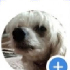 Подробнее об объявлении «Одинцово Пропала собака кобель» Фото: пропала собака Китайская хохлатая собака «Одинцово Пропала собака кобель» в г. Одинцово