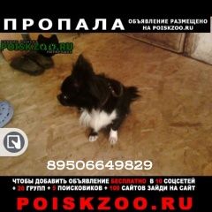 Подробнее об объявлении «Пропала собака кобель чихуахуа Санкт-Петербург» Фото: пропала собака  «Пропала собака кобель чихуахуа Санкт-Петербург» в г. Санкт-Петербург