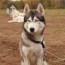 Подробнее об объявлении «Ладушкин Пропала собака кобель» Фото: пропала собака Сибирская хаски «Ладушкин Пропала собака кобель» в г. Ладушкин