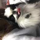 Подробнее об объявлении «Павловск (Ленинградская обл.) Пропала собака кобель японский хин» Фото: пропала собака Японский хин «Павловск (Ленинградская обл.) Пропала собака...» в г. Павловск (Ленинградская обл.)