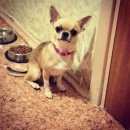 Подробнее об объявлении «Некрасовка Пропала собака кобель помогите пожалуйста» Фото: пропала собака Чихуахуа «Некрасовка Пропала собака кобель помогите...» в г. Некрасовка