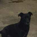 Подробнее об объявлении «Кисловодск Пропала собака кобель» Фото: пропала собака  «Кисловодск Пропала собака кобель» в г. Кисловодск