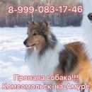 Подробнее об объявлении «Комсомольск-на-Амуре Пропала собака кобель» Фото: пропала собака Шелти «Комсомольск-на-Амуре Пропала собака кобель» в г. Комсомольск-на-Амуре