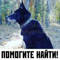 Подробнее об объявлении «Пропала собака кобель ищу собаку Саратов» Фото: пропала собака  «Пропала собака кобель ищу собаку Саратов» в г. Саратов