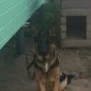 Подробнее об объявлении «Пропала собака украли немецкую овчарку Дмитров» Фото: пропала собака Немецкая овчарка «Пропала собака украли немецкую овчарку Дмитров» в г. Дмитров