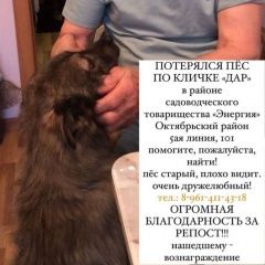 Подробнее об объявлении «Пропала собака кобель Ростов-на-Дону» Фото: пропала собака  «Пропала собака кобель Ростов-на-Дону» в г. Ростов-на-Дону
