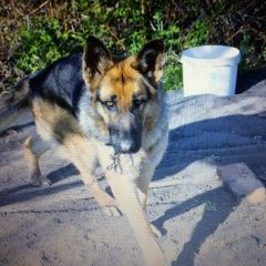 Подробнее об объявлении «Пропала собака Нижний Новгород» Фото: пропала собака Немецкая овчарка «Пропала собака Нижний Новгород» в г. Нижний Новгород