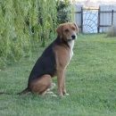 Подробнее об объявлении «Белгород Пропала собака кобель охотничий пес, помесь с гончей» Фото: пропала собака Рафейру ду алентехо «Белгород Пропала собака кобель охотничий пес,...» в г. Белгород