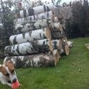 Подробнее об объявлении «Пропала собака Ногинск» Фото: пропала собака Джек рассел терьер «Пропала собака Ногинск» в г. Ногинск