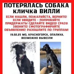 Подробнее об объявлении «Пропала собака кобель убежал пёс Красногорск» Фото: пропала собака  «Пропала собака кобель убежал пёс Красногорск» в г. Красногорск