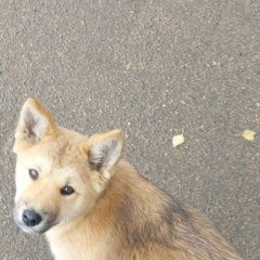 Подробнее об объявлении «Ангарск Пропала собака» Фото: пропала собака  «Ангарск Пропала собака» в г. Ангарск