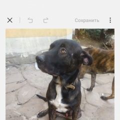 ����: ������� ������  �������� ������ ������ ����� � �. �����