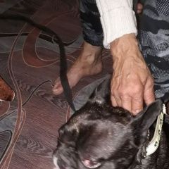 Подробнее об объявлении «Пропала собака кобель в деревне щетиново Орехово-Зуево» Фото: пропала собака Французский бульдог «Пропала собака кобель в деревне щетиново...» в г. Орехово-Зуево