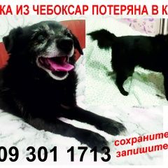 Подробнее об объявлении «Пропала собака у волонтера в г. Канаш» Фото: пропала собака  «Пропала собака у волонтера в г. Канаш» в г. Канаш