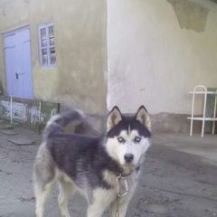 Подробнее об объявлении «Нальчик Пропала собака кобель» Фото: пропала собака Сибирская хаски «Нальчик Пропала собака кобель» в г. Нальчик
