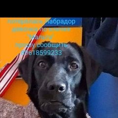 Подробнее об объявлении «Пропала собака лабрадор девочка Краснодар» Фото: пропала собака Лабрадор ретривер «Пропала собака лабрадор девочка Краснодар» в г. Краснодар