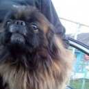 Подробнее об объявлении «Пропала собака кобель Геленджик» Фото: пропала собака Пекинес «Пропала собака кобель Геленджик» в г. Геленджик